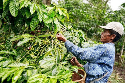 Kopi Bengkulu Naik Daun