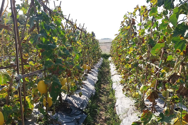 TeFa Kebun Inovasi Polije TeFa Kebun Inovasi Polije