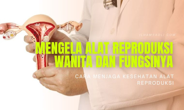 Mengenal Alat Reproduksi Waniat dan Fungsinya Alat Reproduksi Waniat dan Fungsinya