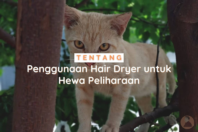 penggunaan hair dryer untuk hewan peliharaan hair dryer untuk hewan peliharaan