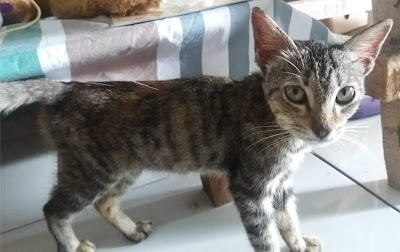 Explore Kota Hujan: Gagal Berburu Oleh-Oleh Khas Bogor